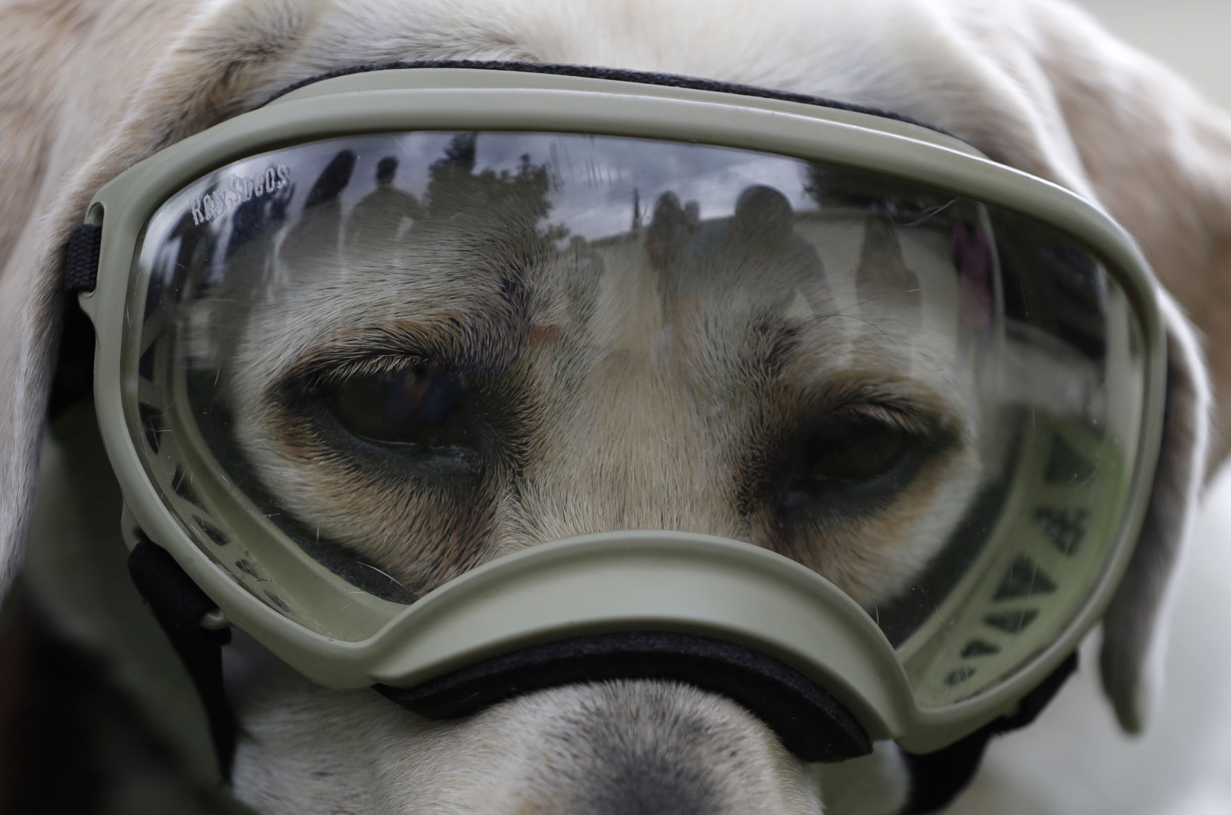 Mexico Quake Rescue Dog